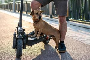 feche os pés de um homem de tênis fez parar uma perna com seu cachorro na scooter elétrica nas ruas ou no parque. foco seletivo nos pés. foto