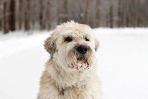 retrato de cão pastor do sul da Rússia para passear em uma floresta de inverno. foto