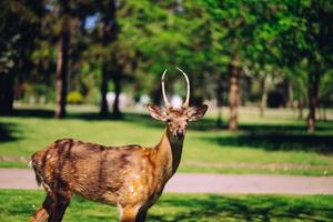 veados na natureza passeios no parque foto