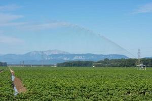 máquina de irrigação em um campo verde em uma paisagem plana foto