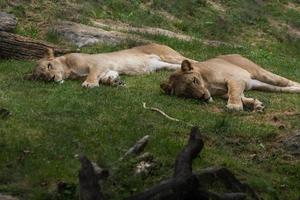 sincronizar leões adormecidos em um prado verde foto