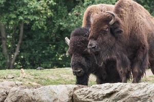 dois bisontes em pé nas rochas foto