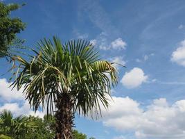 palmeira sobre o céu azul foto