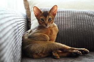 um lindo gatinho abissínio sentado no sofá da sala