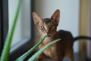 um gato abissínio sentado no parapeito da janela olhando para a câmera e mordendo a flor de aloe foto