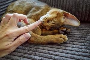 um lindo gatinho abissínio sentado no sofá da sala foto