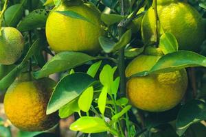 laranjas locais indonésias que vão amadurecer em breve, com uma cor verde que começa a ficar amarela. foto