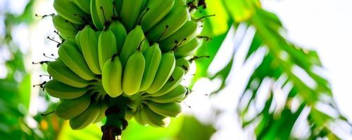bananas verdes pisang awak na selva close-up. foto