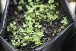 planta de aipo isolada no fundo branco foto