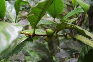 plantas de café com frutas verdes tiradas nas seychelles. foto