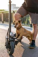 feche os pés de um homem fez parar de ficar uma perna com seu pequeno cachorro fofo na scooter elétrica nas ruas ou no parque. foto
