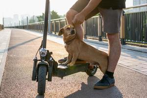 os pés de um homem de tênis fizeram parar uma perna com seu pequeno cachorro fofo na scooter elétrica nas ruas ou estacionar à luz do sol. foto