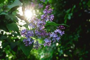 flores lilases de primavera desabrochando no jardim em fundo desfocado com luz solar. foto