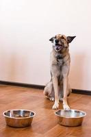 cão fulvo está esperando para ser alimentado. animal de estimação com duas tigelas de comida. foto