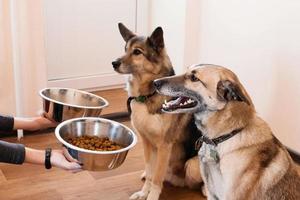 dois cães famintos estão esperando por alimentação. o dono dá a seus cães as tigelas de grânulos. foto