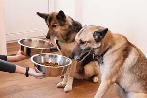 dois cães famintos estão esperando por alimentação. o dono dá a seus cães as tigelas de grânulos. foto