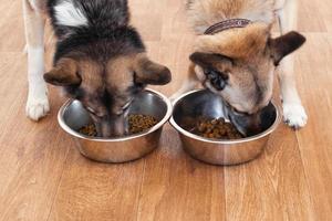 dois cães marrom-brancos estão comendo comida da tigela. alimentação de animais de estimação. foto