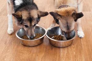 dois cães marrom-brancos estão comendo comida da tigela. alimentação de animais de estimação. foto