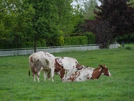 vacas em um prado foto