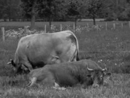 vacas no muensterland alemão foto