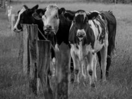 vacas no muensterland alemão foto