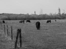 o muensterland alemão foto