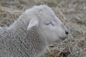 ovelhas em um campo de inverno foto