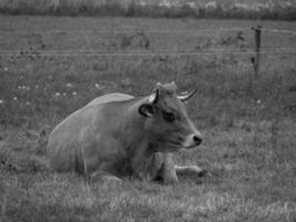 vacas no muensterland alemão foto