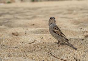 pardal bonitinho procurando sementes de comida na praia. foto