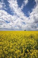 paisagem do dia com campo de colza amarelo com uma árvore solitária e céu incrível com nuvens foto