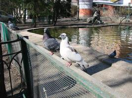 pombo em um chão ou pavimento em uma cidade. pombo em pé. pomba ou pombo. foto