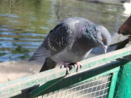 pombo em um chão ou pavimento em uma cidade. pombo em pé. pomba ou pombo. foto