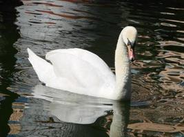 belo cisne em um reflexo de rio azul cristalino foto