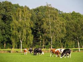 Winterswijk na Holanda foto