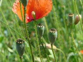 flores de papoula vermelhas no campo como símbolo para o dia da lembrança foto