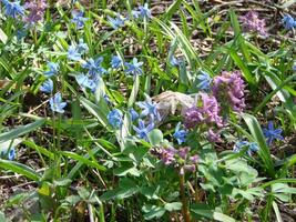 scilla azul na floresta no início da primavera, sc lla. foto