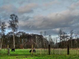 vacas em um prado na Westphalia foto