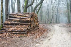 madeira cortada na floresta da Holanda, speulderbos, veluwe. foto