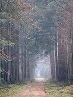 dia de neblina na floresta na holanda, speulderbos veluwe.