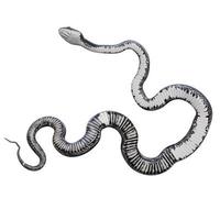 ilustração 3d de cobra de rato preto. foto