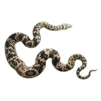 esfregue a ilustração 3d de python. foto