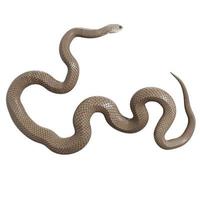 ilustração 3d de cobra marrom oriental foto