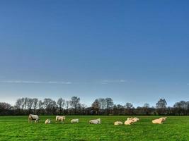 vacas em um prado na Westphalia foto