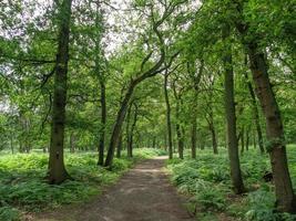 caminhada em uma floresta alemã foto