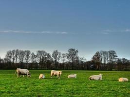 vacas em um prado na Westphalia foto