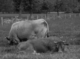 vacas no muensterland alemão foto
