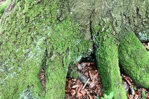 vista detalhada de perto em diferentes texturas de musgo em um terreno de floresta foto