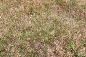 feche a superfície da grama verde em um prado em um dia ensolarado de verão. foto