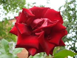broto, flor de uma rosa varietal vermelha no fundo da grama verde no jardim, primavera, verão, foto