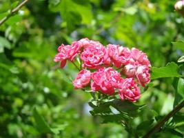 fundo floral natural, florescimento de espinheiro rosa duplo ou crataegus laevigata lindas flores cor de rosa foto